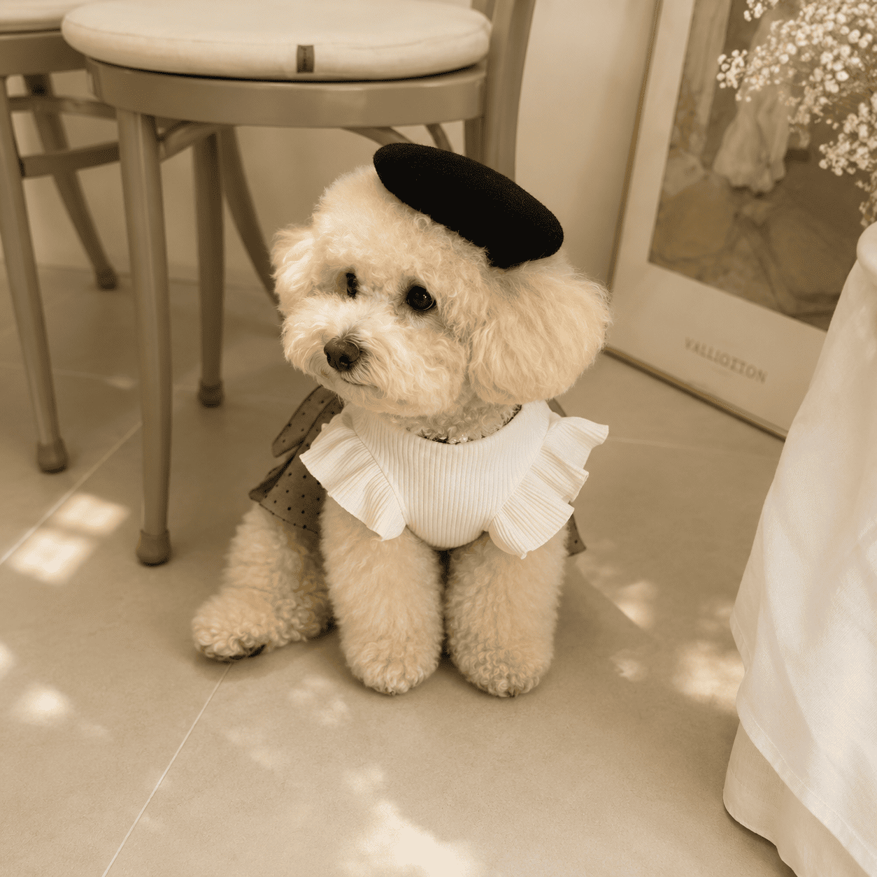 NovAZ Cotton Belle